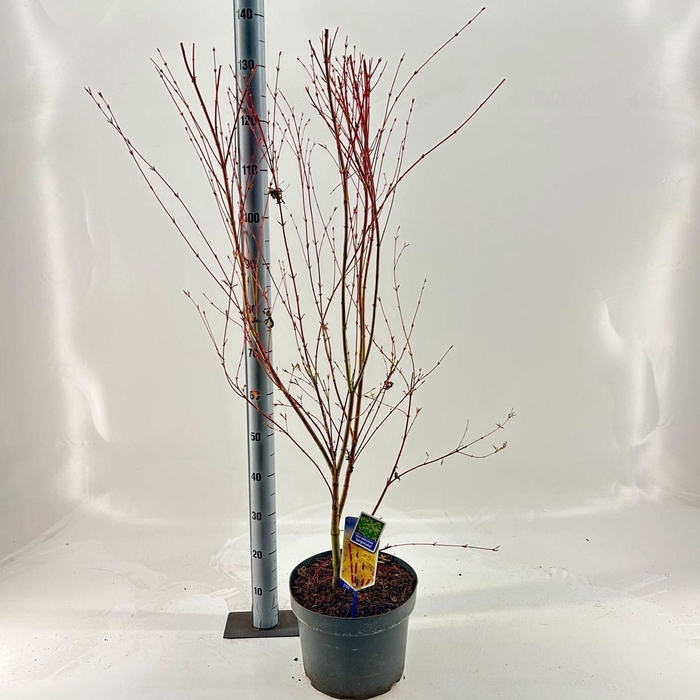 <h4>Acer palmatum Sangokaku</h4>