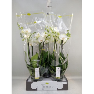 Phalaenopsis   ...white
