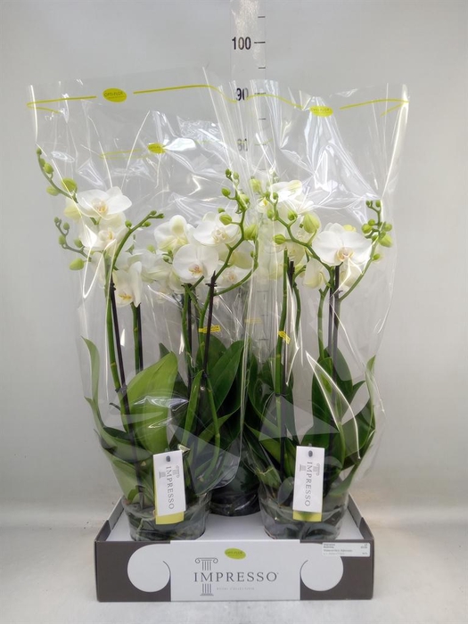 <h4>Phalaenopsis   ...white</h4>