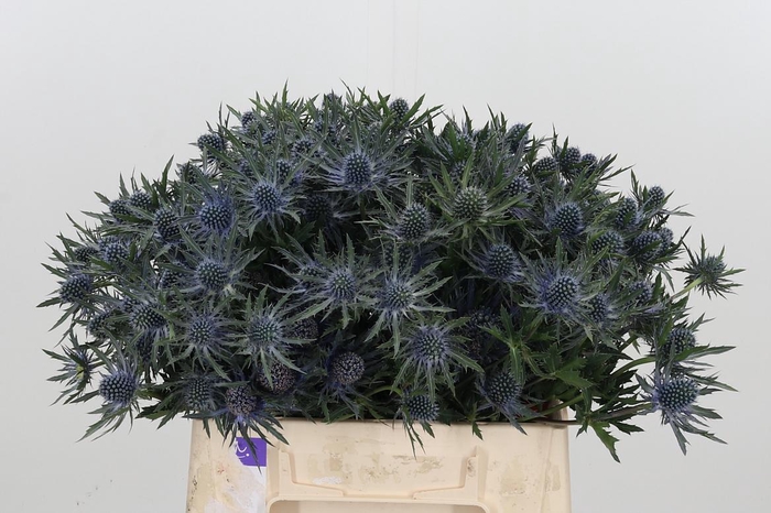 <h4>Eryn Orion Kl Bh Platina</h4>