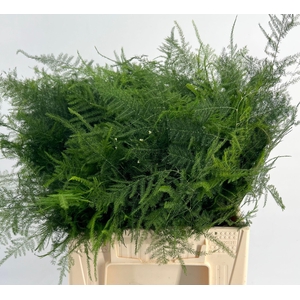 Asparagus Plumoses Spuntone