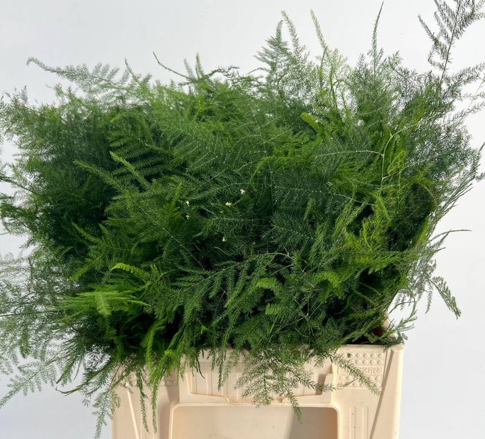 <h4>Asparagus Plumoses Spuntone</h4>