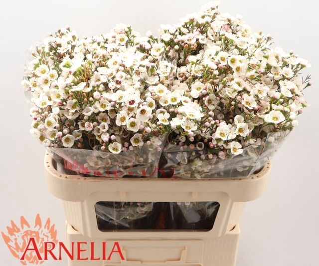 <h4>CHAMELAUCIUM  'RHIANNON'</h4>