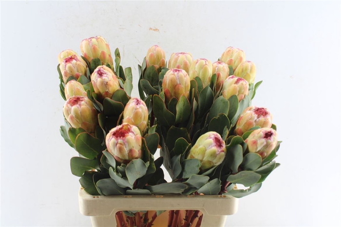 <h4>Protea Grandicolor</h4>
