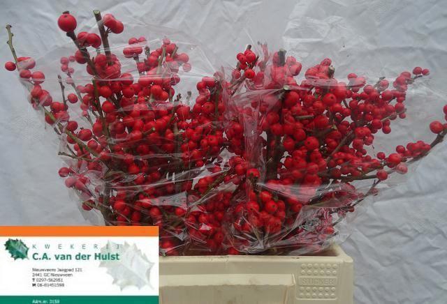 <h4>ILEX VE RODE BES</h4>