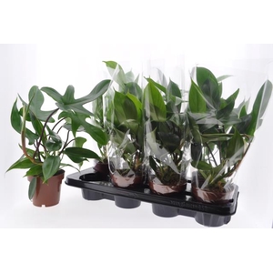 Philodendron Florida Green 12Ø 40cm