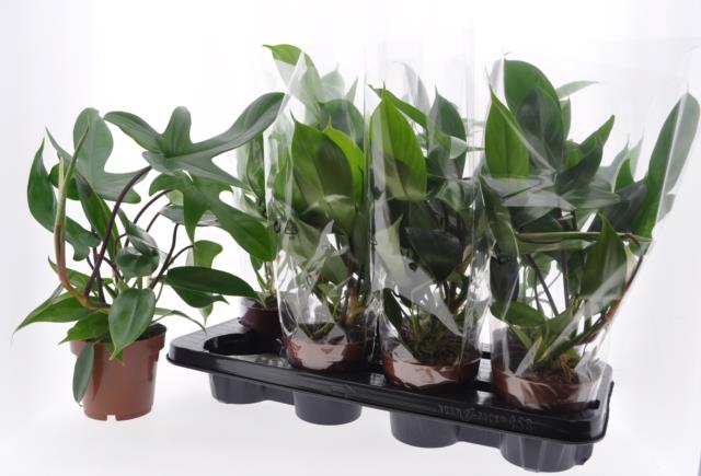 Philodendron Florida Green 12Ø 40cm