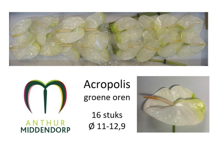 <h4>ANTH A ACROPOLIS</h4>