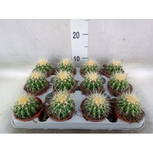 Echinocactus grusonii