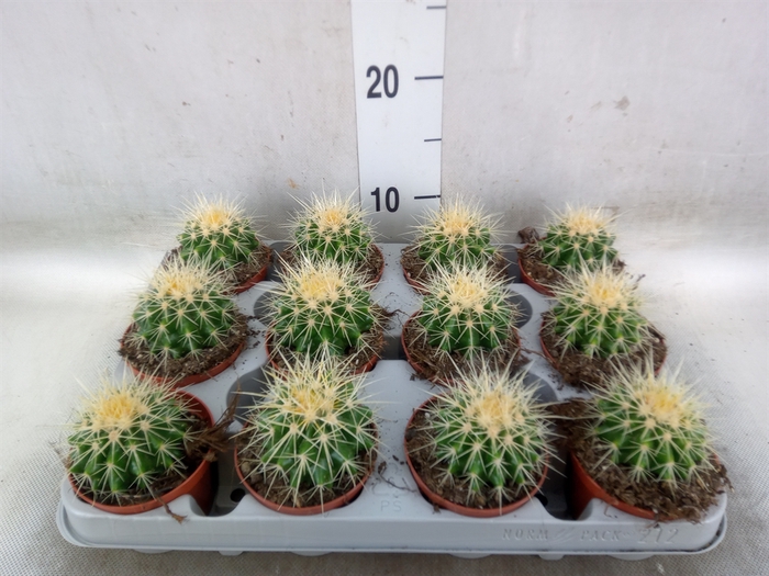 <h4>Echinocactus grusonii</h4>