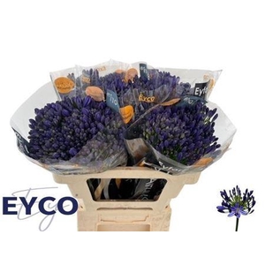 Agap Eyfori Blue