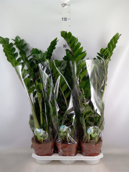 <h4>Zamioculcas zamiifolia</h4>