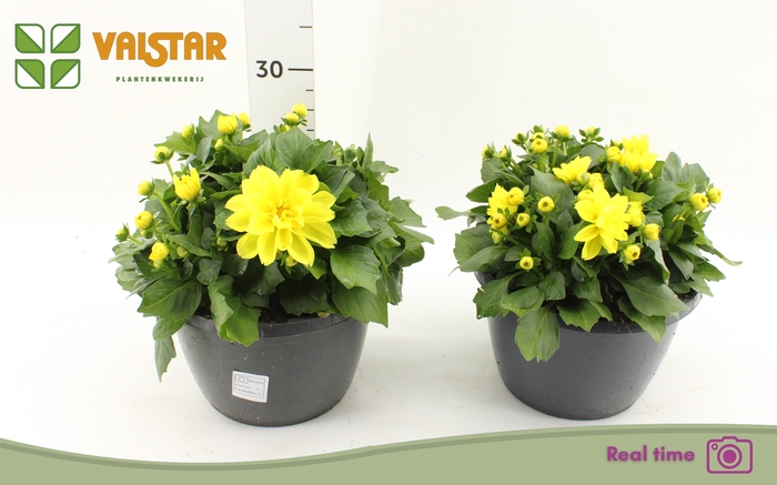 <h4>DAHL L ME YELLOW</h4>