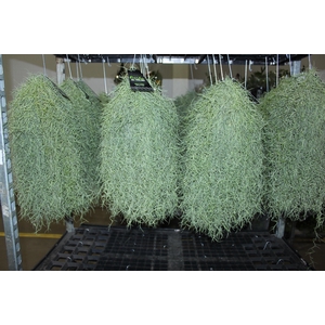 TILLANDSIA USNEOIDES (BARBA DE VELHO)