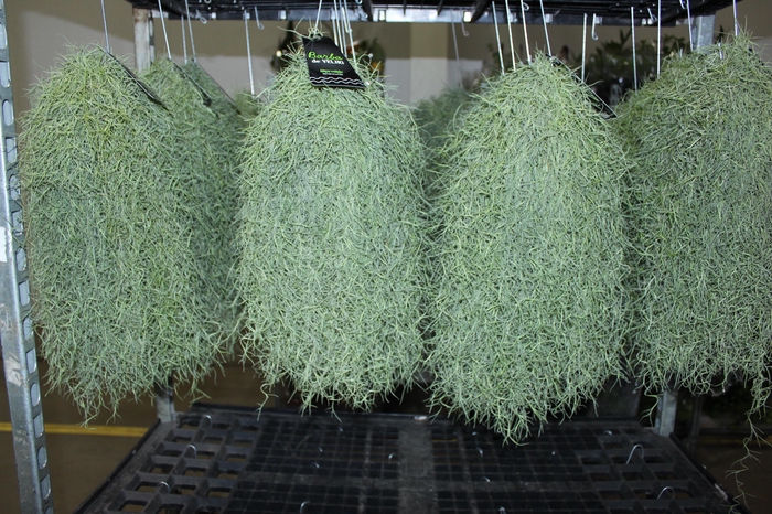 <h4>TILLANDSIA USNEOIDES (BARBA DE VELHO)</h4>