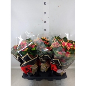 Euphorbia pulc.   ...