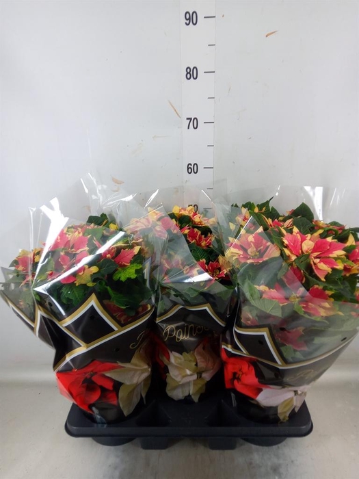 <h4>Euphorbia pulc. ...</h4>