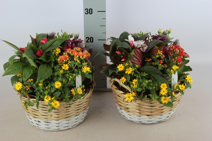 <h4>ARR TUINPLANTEN</h4>