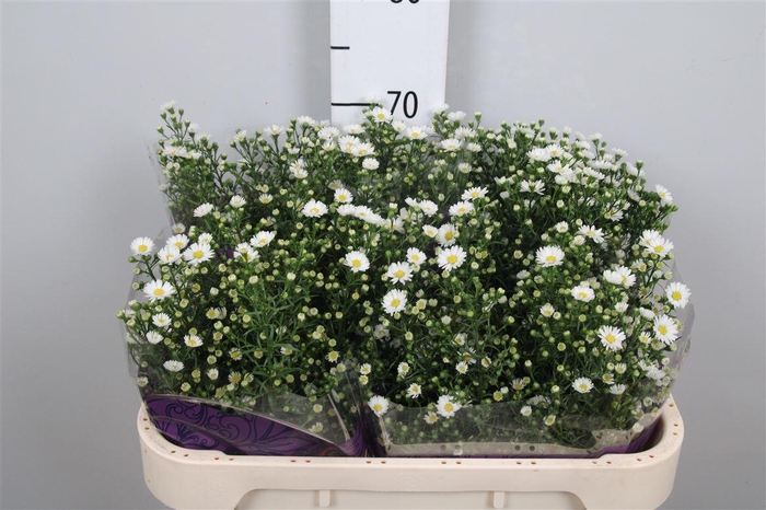 <h4>Ast Paquita</h4>