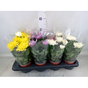 Chrysanthemum  'Cosmo'  ..mix