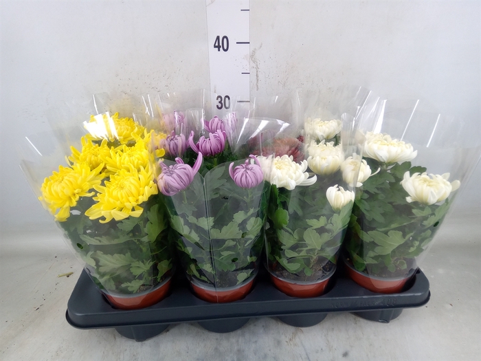 <h4>Chrysanthemum  'Cosmo'  ..mix</h4>