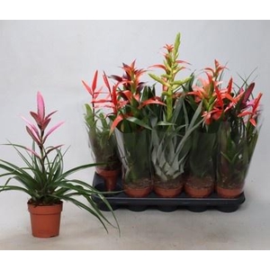 BROMELIA GEM