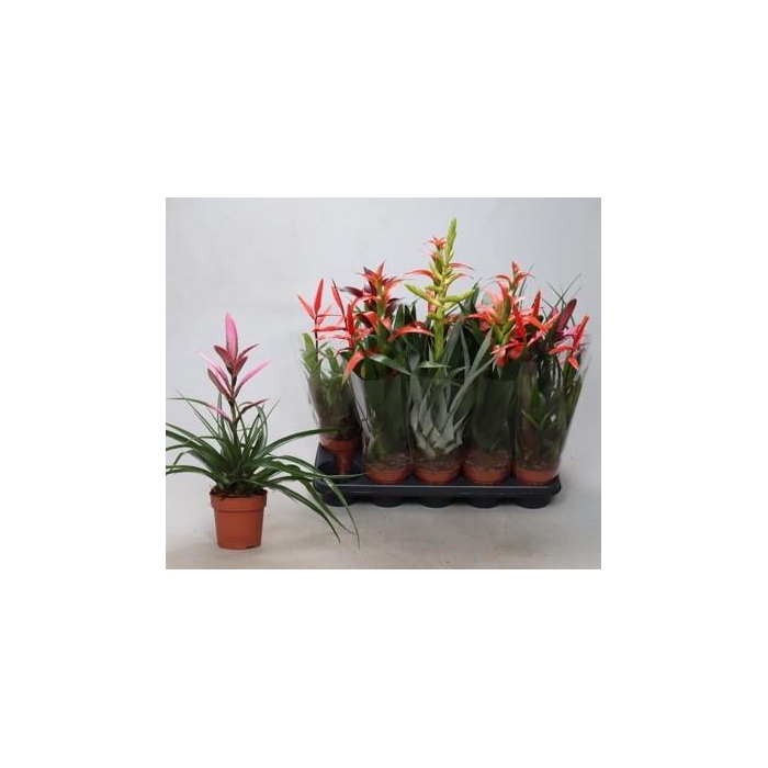 <h4>BROMELIA GEM</h4>