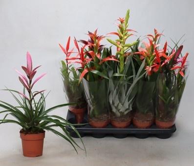 BROMELIA GEM