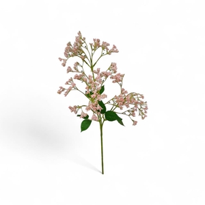 AF Limonium spray L74cm pink