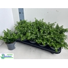 CUPH HYSSOPIFOLIA
