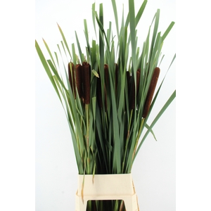 TYPHA LATIFOLIA XXL