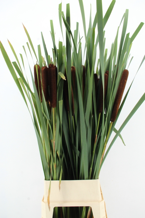 <h4>TYPHA LATIFOLIA XXL</h4>