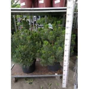 Pinus   ...