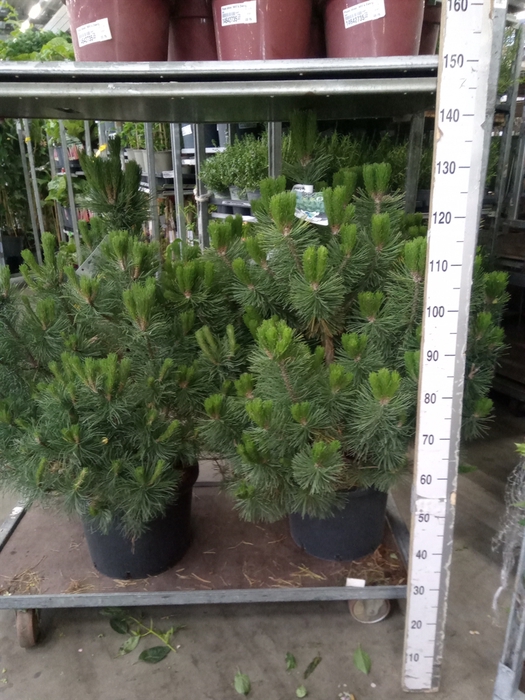 <h4>Pinus   ...</h4>