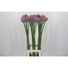Allium Ampeloprasum