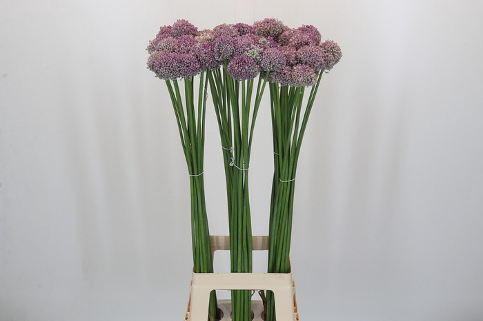 <h4>Allium Ampeloprasum</h4>