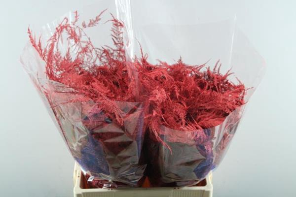 <h4>Asp Extra Veer Rood</h4>