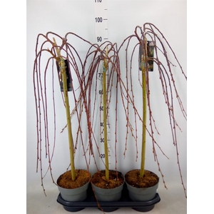 Salix caprea 'Kilmarnock'