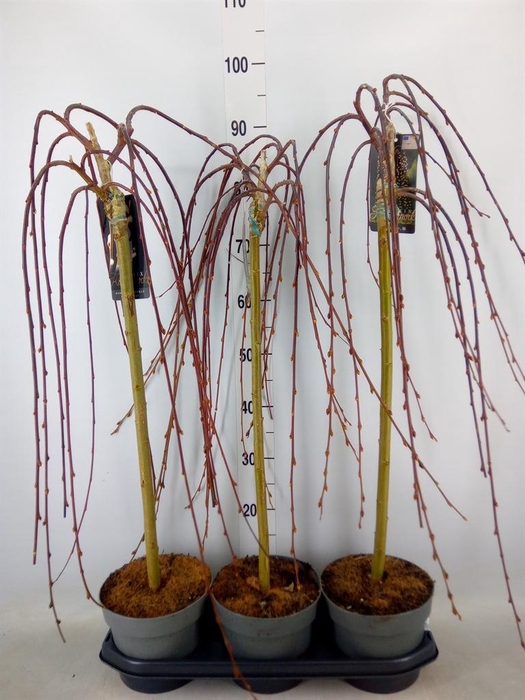 <h4>Salix caprea 'Kilmarnock'</h4>