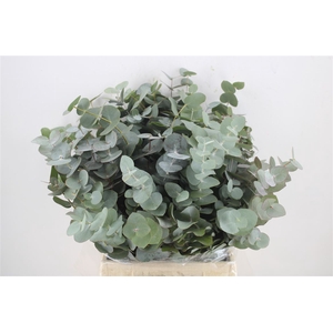 Euca Cinerea Short 150gr P Bunch