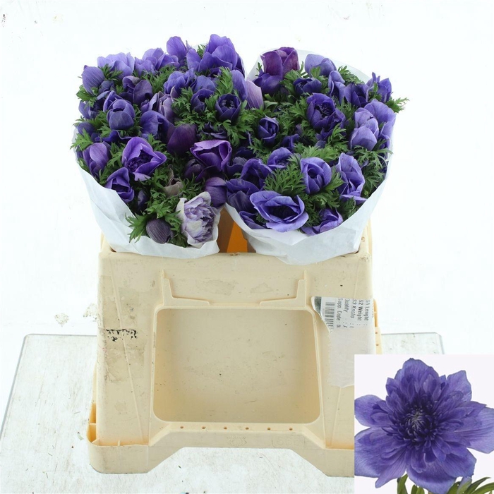 <h4>ANEM CO LEVAN BLU</h4>