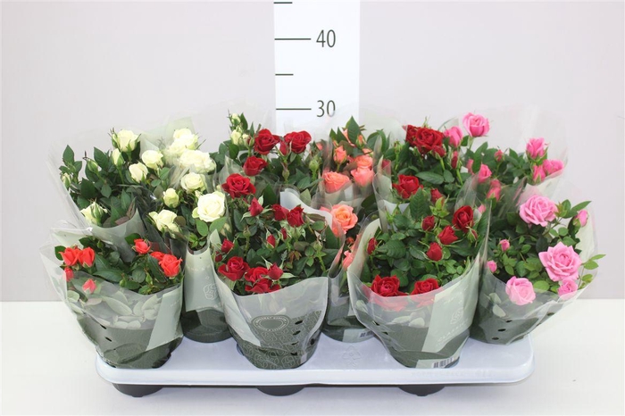 <h4>Rosa Kordana Gemengd</h4>