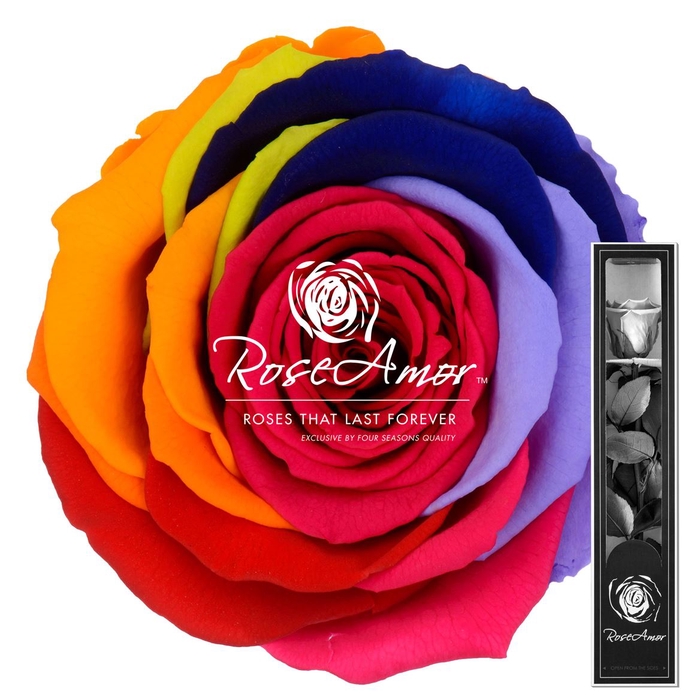 30cm Stem Rainbow Red02