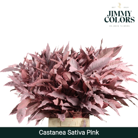 <h4>Castanea sativa Klbh. roze</h4>