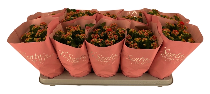 <h4>KAL GE PERFECTA RED</h4>