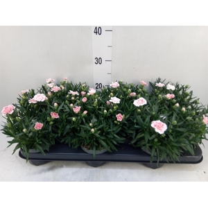 Dianthus  'Oscar White And Red'