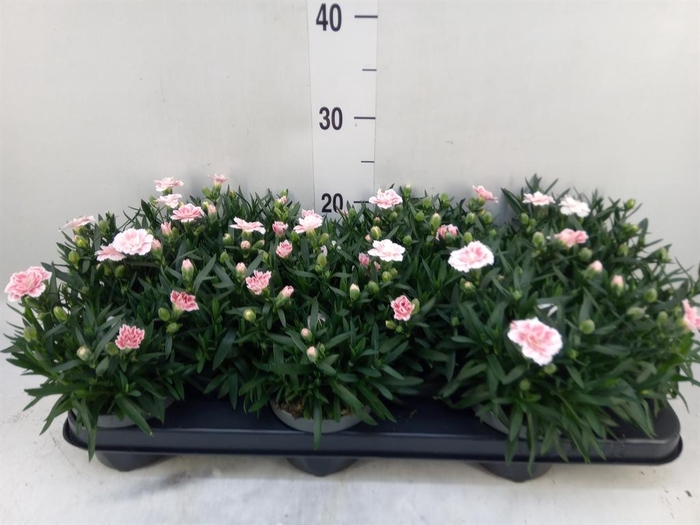 <h4>Dianthus 'Oscar White And Red'</h4>