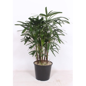 Rhapis excelsa