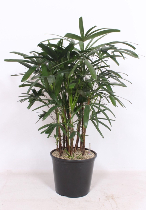 <h4>Rhapis excelsa</h4>