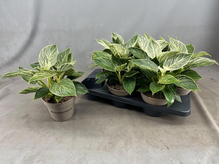 <h4>PHIL BIRKIN</h4>